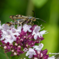 Spulers Glasflüger (Synanthedon spuleri)