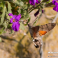 Taubenschwänzchen (Macroglossum stellatarum)