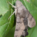 Taubenschwänzchen (Macroglossum stellatarum)